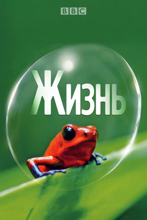 Постер: Жизнь